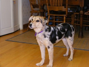 maddie
