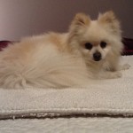 jax