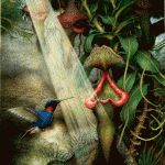 Bearded-Pirhanna-Pitcher
